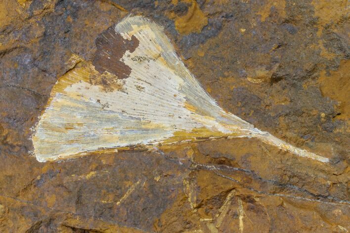 Fossil Ginkgo Leaf From North Dakota - Paleocene #156239